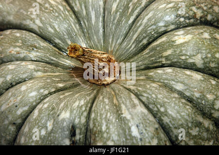 Big wet green pumpkin close-up Banque D'Images