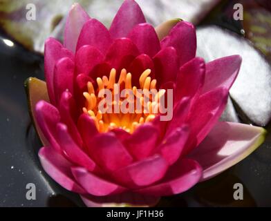 Water Lily sur un étang de jardin Banque D'Images