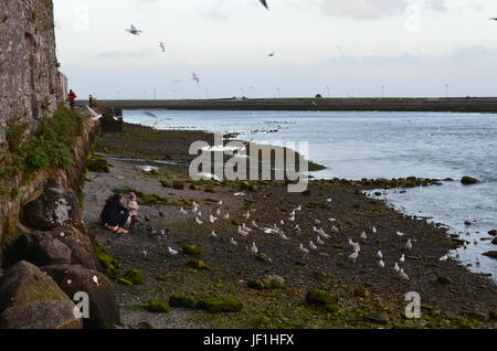 La famille et les Mouettes à la marge de la rivière Corrib à Galway, Irlande Banque D'Images