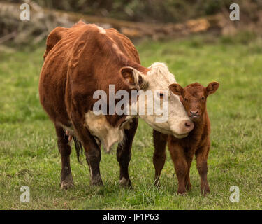 Momma Vache et veau Banque D'Images