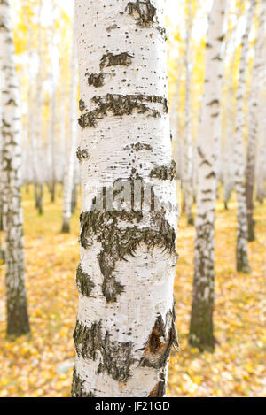 birch tree Banque D'Images