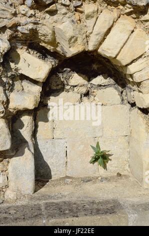 Petite plante poussant dans stone arch Banque D'Images