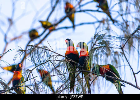 Rainbow loriquets verts sur les arbres à Byron Bay, Nouvelles Galles du Sud, Australie. Banque D'Images