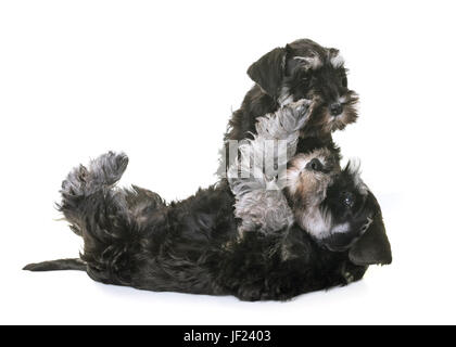 Chiots Schnauzer nain in front of white background Banque D'Images