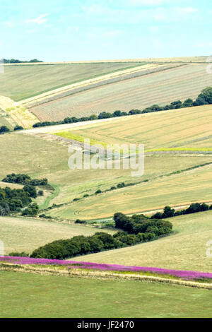 Champs sur les South Downs dans West Sussex Banque D'Images