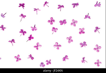 Les pétales des fleurs lilas tomber. Autre profondeur de champ. Isolé sur fond blanc Banque D'Images