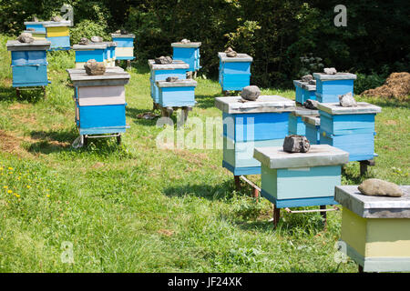 Plein d'abeilles Les abeilles woorking Banque D'Images