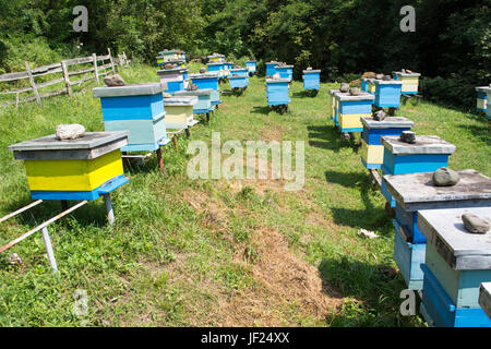 Plein d'abeilles Les abeilles woorking Banque D'Images