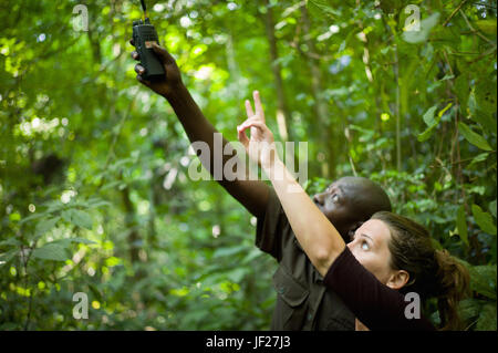 Guide touristique et chercher des chimpanzés chimpanzés qui trekking en forêt Budongo, Murchison Falls National Park, de l'Ouganda. Banque D'Images