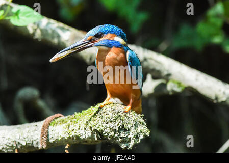 Kingfisher Banque D'Images