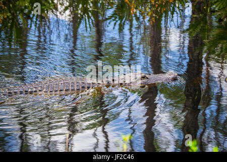 Alligator dans l'eau dans l'Okefenokee Wildlife Refuge. Banque D'Images