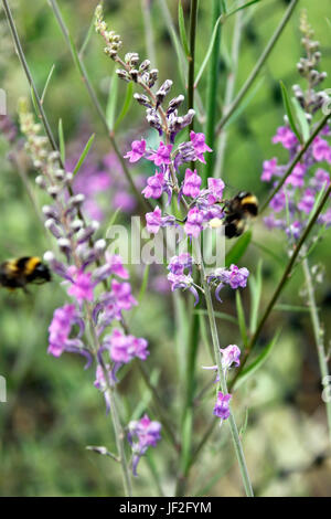 La collecte du pollen d'Abeilles Bombus Purple Toadflax Linaria (puperea) pics de floraison Banque D'Images