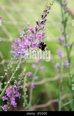 La collecte du pollen d'Abeilles Bombus Purple Toadflax Linaria (puperea) pics de floraison Banque D'Images