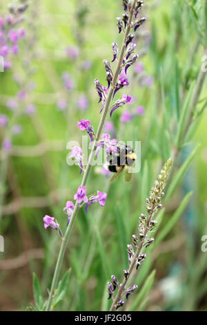 La collecte du pollen d'Abeilles Bombus Purple Toadflax Linaria (puperea) pics de floraison Banque D'Images