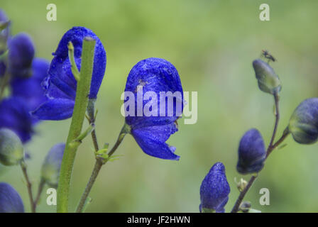 Wolfsbane, latin : Aconitum napellus, Alpes Banque D'Images