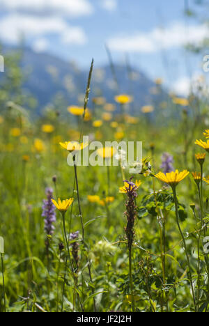 Orchidées, Mittenwald, Allemagne, Bavière Banque D'Images