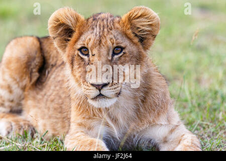 Lion couché dans l'herbe dans la savane Banque D'Images