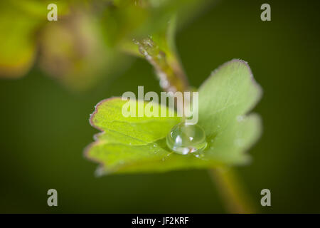 Gouttes de pluie sur feuille verte Banque D'Images