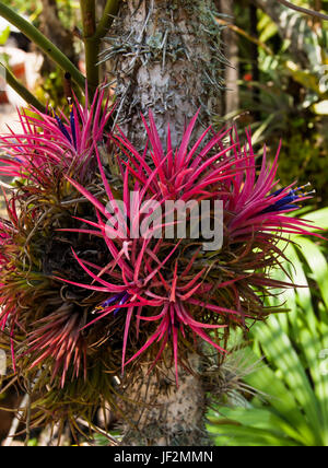 Un type d'orchidées plantes exotiques poussant sur un tronc d'arbre vertical Banque D'Images