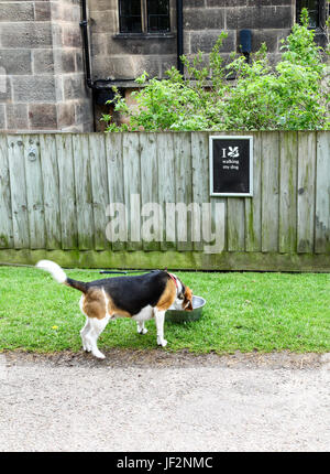 Un chien beagle boire d'une cuvette d'eau fournie par le National Trust, England, UK (PHOTO PRISE À PARTIR D'UN SENTIER PUBLIC) Banque D'Images