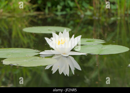 White Water-lily, Nymphaea alba, la fleur sauvage, dans la faune jardin étang. Sussex, UK. De juin. Banque D'Images