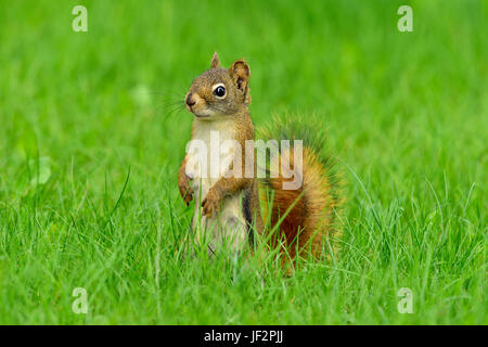 Un écureuil roux (Tamiasciurus hudsonicus ; debout sur ses pieds arrière à l'avant dans l'herbe profonde dans les régions rurales de l'Alberta Canada Banque D'Images