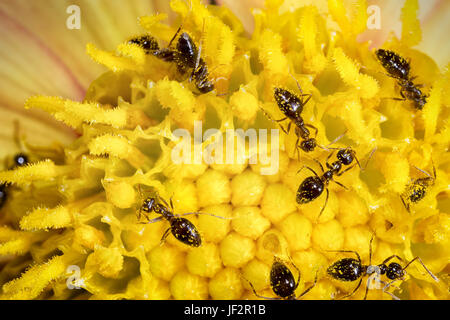 Les travailleurs sur fleur ant Banque D'Images