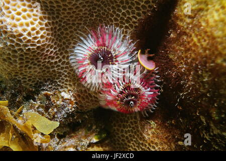 Ver marin coloré sous l'eau, un arbre de Noël worm, Spirobranchus giganteus, Bora Bora, l'océan Pacifique, Polynésie Française Banque D'Images