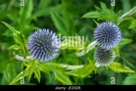 Gros plan du grand globe chardon Echinops Sphaerocephalus fleurs avec fond flou, East Lothian, Écosse, Royaume-Uni Banque D'Images