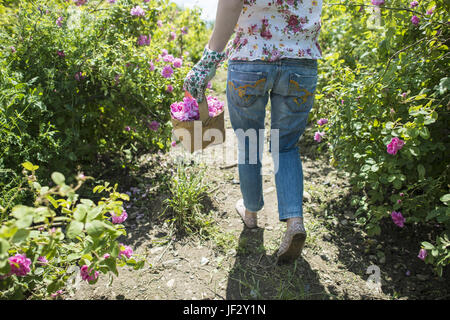 Woman picking couleur des roses d'oléagineux Banque D'Images