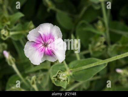 Gros plan d'un single blanc et rose Rose campion, Lychnis coronaria, Écosse, Royaume-Uni Banque D'Images