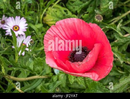 Gros plan d'un coquelicot rouge, Papaver orientale, coquelicot oriental, Écosse, Royaume-Uni Banque D'Images