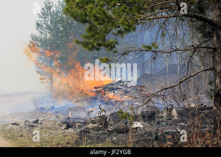 Incendie dans une forêt Banque D'Images