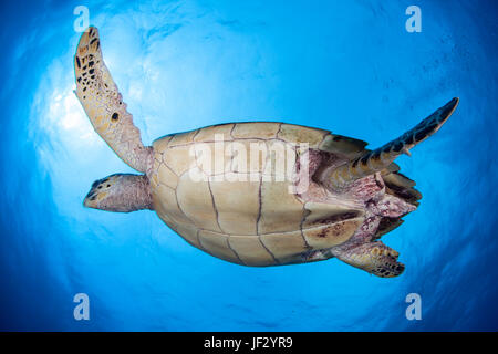 Une tortue imbriquée tortue de mer nage dans l'eau claire, bleu de la mer des Caraïbes au large de la côte du Belize. C'est une espèce en voie de disparition. Banque D'Images