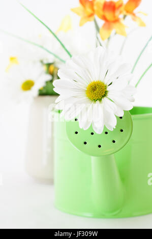 Gros plan d'une verticale de type marguerite Chrysanthemum qui sortent d'un arrosoir. D'autres fleurs en flou artistique en arrière-plan. Banque D'Images