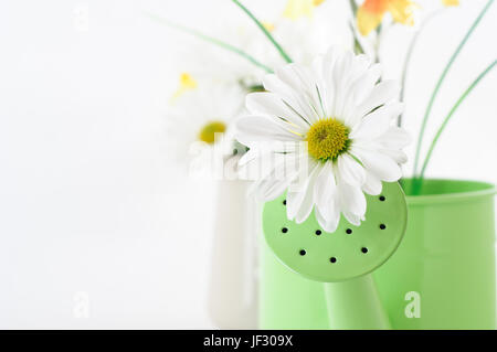 Close up of a daisy-comme Chyrsanthemum qui sortent d'un arrosoir avec de nouvelles fleurs en flou artistique en arrière-plan. Banque D'Images