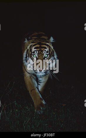 Tigre de Sumatra Panthera tigris sumatrae. Harcèlement criminel dans la nuit. Banque D'Images