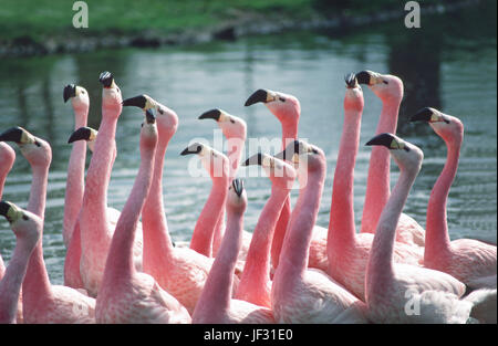 Les flamands des Andes Phoenicoparrus andinus. Section d'un troupeau en chef du pavillon, l'affichage défilant. WWT slim bridge. Le Gloucestershire. L'Angleterre. UK. Banque D'Images