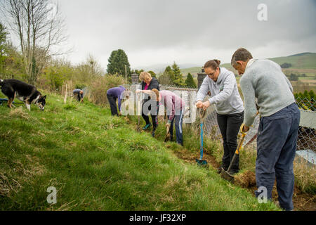 Travail bénévole au Royaume-Uni : un groupe d'adultes bénévoles travaillant sur un sentier pour la réparation, l'écartement et l'amélioration d'un droit de passage public en milieu rural, le Pays de Galles Ceredigion UK Banque D'Images