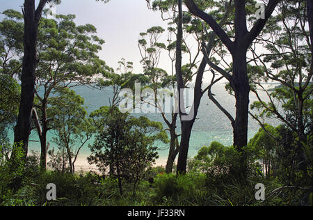 Le Parc National Booderee, Jervis Bay, NSW, Australie : la baie à travers les arbres. Banque D'Images
