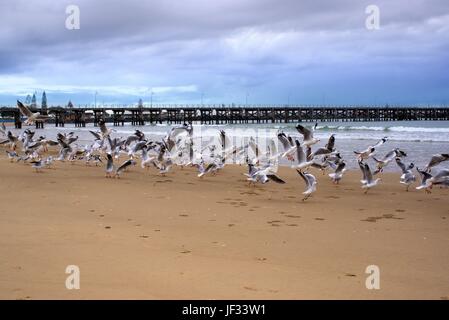 Voir des mouettes et de la jetée de la jetée plage en Nouvelle Galles du Sud en Australie Banque D'Images