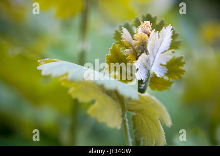 Les fleurs émergent Macleaya cordata (Plume) Pavot Banque D'Images