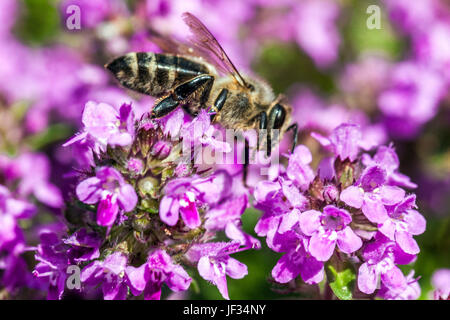 Abeille européenne gros plan sur fleur, Thymus pulegioides 'Kurtt', thym à feuilles larges, thym citron, pollinisation des abeilles Banque D'Images