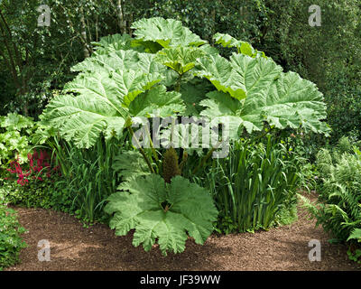 Un spécimen géant Gunnera manicata Rhubarbe plante avec des feuilles vert énorme de plus en UK jardin. Banque D'Images