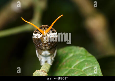 Machaon Papilio thoas, Roi, Caterpillar ou larve, étendant son osmaterium pour imiter un serpent langue fourchue. La Selva, Costa Rica Banque D'Images