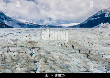 L'Athabasca est le glacier le plus visité du continent nord-américain. Situé en face du centre Icefield, sa glace est en mouvement continu. Banque D'Images