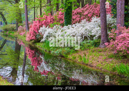 Azalea donnent sur le jardin à Callaway Gardens à Pine Mountain, Géorgie. Callaway Gardens, célèbre pour ses azalées, dispose de 13 000 acres de jardins. Banque D'Images
