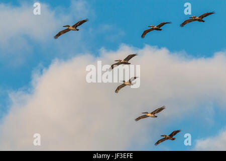 Un troupeau de pod ou le Pélican brun en formation en vol au dessus de Galveston East Beach. Banque D'Images