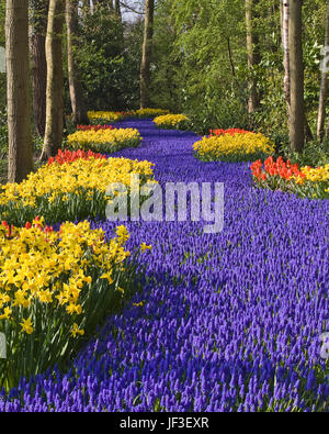 Scène de jardin avec Muscari LATIFOLIUM 'Tulip' et 'ROB VERLINDEN' et 'Narcisse SPRAGUE' - aux jardins de Keukenhof en Hollande du Sud, Pays-Bas. Banque D'Images