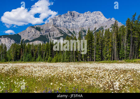 Fleurs sauvages et le mont Rundle, sur le côté de la boucle Minnewanka road, dans le parc national Banff, Alberta, Canada. Banque D'Images